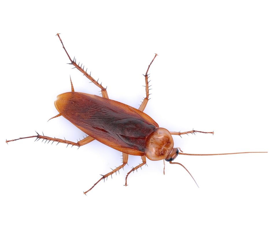 American cockroach identification in Albuquerque NM - New Mexico Pest Control