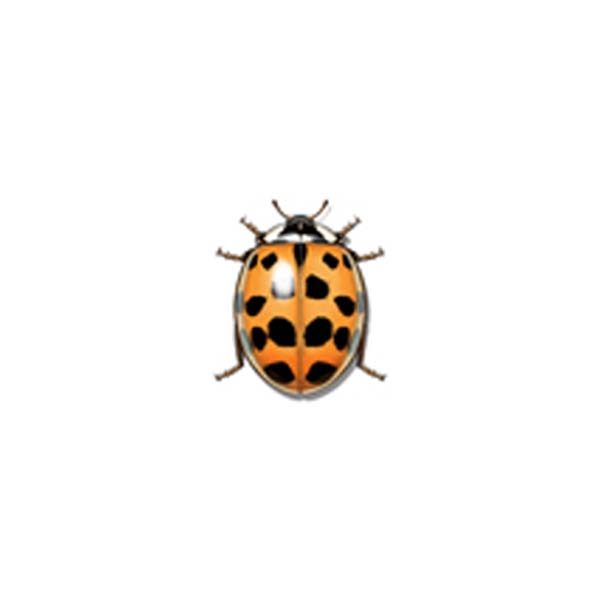 New Mexico Pest Control provides information on the Asian lady beetle in Santa Fe and Albuquerque NM.