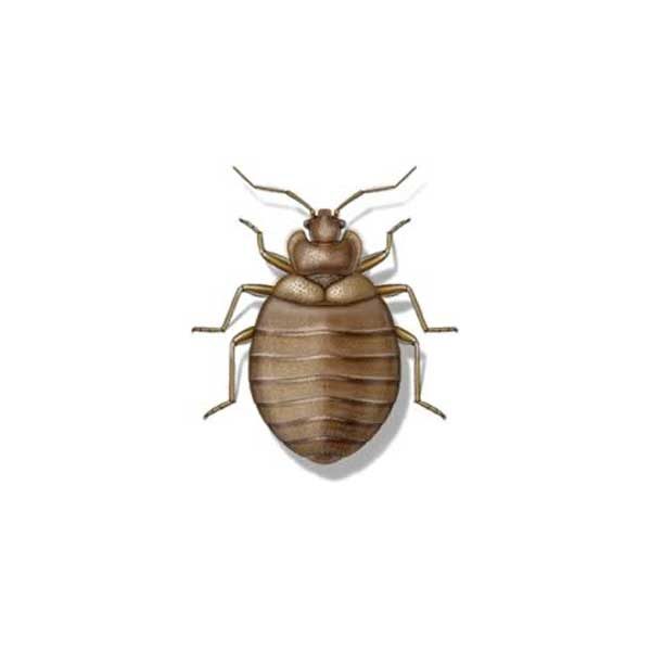 New Mexico Pest Control provides information on bed bugs in Santa Fe and Albuquerque NM.