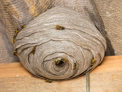 Bee, wasp, & hornet extermination, control and removal in Santa Fe, Taos, and Albuquerque New Mexico.