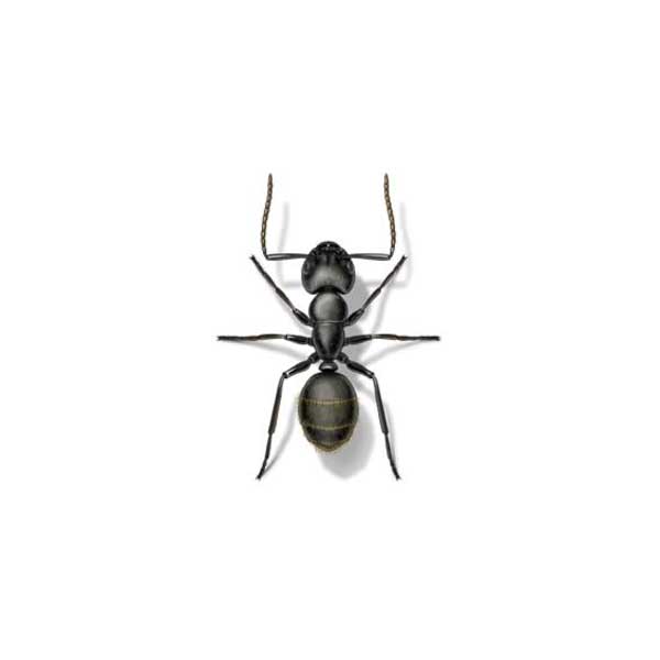 New Mexico Pest Control provides information on carpenter ants in Santa Fe and Albuquerque NM.