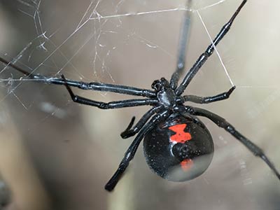Poisonous spiders in New Mexico - Spider Extermination removal & control in Santa Fe, Taos, Los Alamos, Espanola, Las Cruces, Albuquerque New Mexico and surrounding areas by New Mexico Pest Control