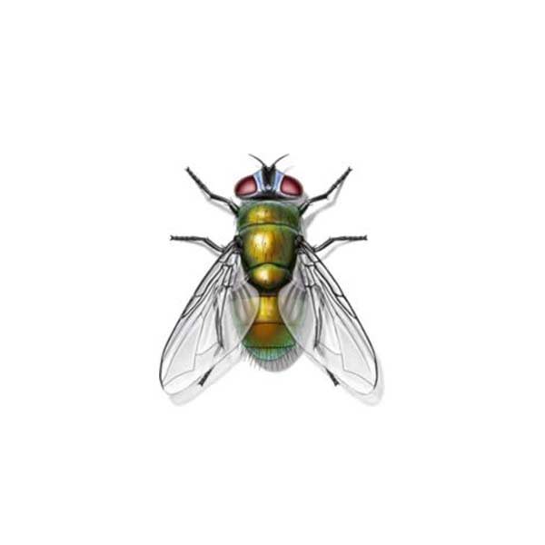 New Mexico Pest Control provides information on blow flies in Santa Fe and Albuquerque NM.