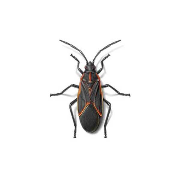 New Mexico Pest Control provides information on boxelder bugs in Santa Fe and Albuquerque NM.