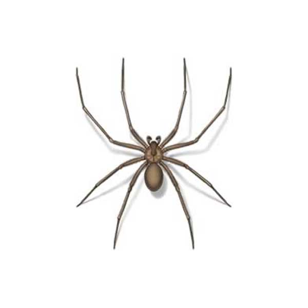 New Mexico Pest Control provides information on recluse spiders in Santa Fe and Albuquerque NM.
