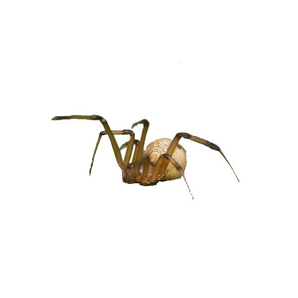 New Mexico Pest Control provides information and prevention tips for the brown widow spider.