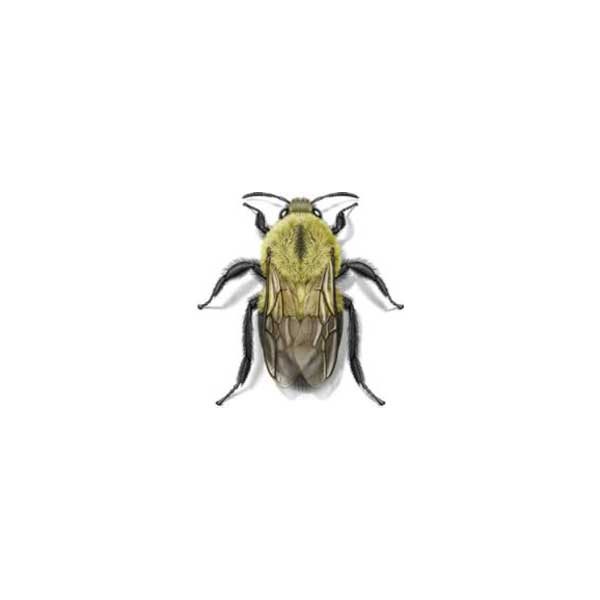 New Mexico Pest Control provides information on the bumblebee in Santa Fe and Albuquerque NM.