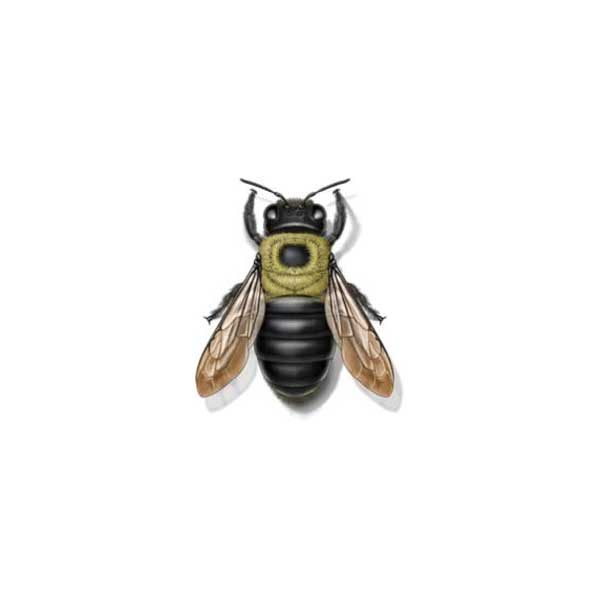 New Mexico Pest Control provides information on the carpenter bee in Santa Fe and Albuquerque NM.