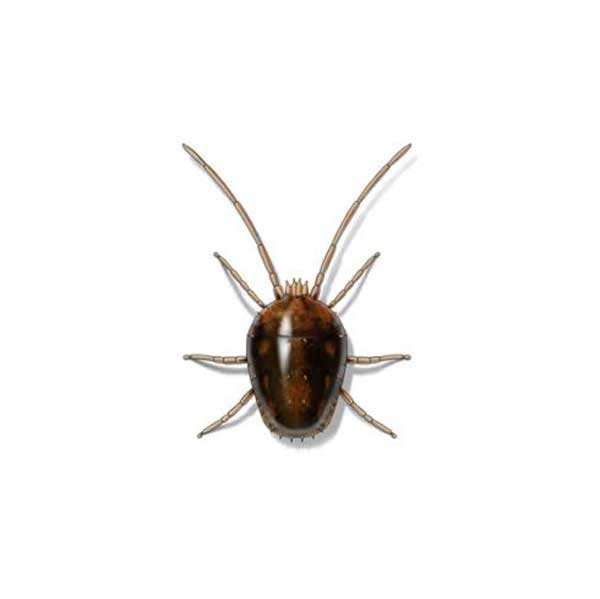 New Mexico Pest Control provides information on clover mites in Santa Fe and Albuquerque NM.