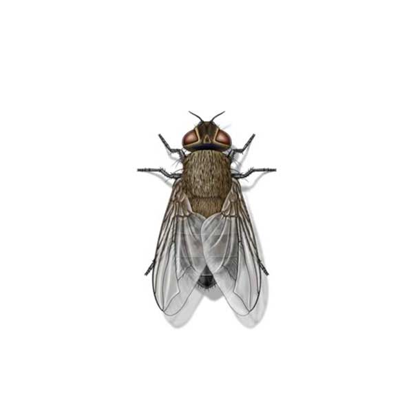New Mexico Pest Control provides information on cluster flies in Santa Fe and Albuquerque NM.