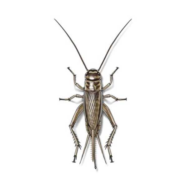 New Mexico Pest Control provides information on crickets in Santa Fe and Albuquerque NM.