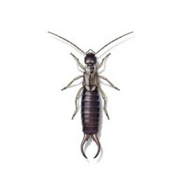 Earwig Identification, Habits & Behavior | New Mexico Pest Control