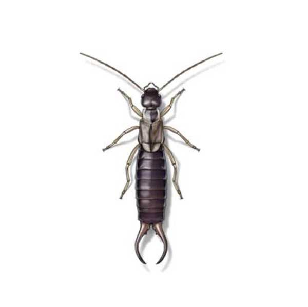 New Mexico Pest Control provides information on earwigs in Santa Fe and Albuquerque NM.
