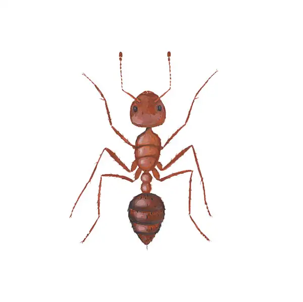 Fire ant in new mexico | New Mexico Pest Control