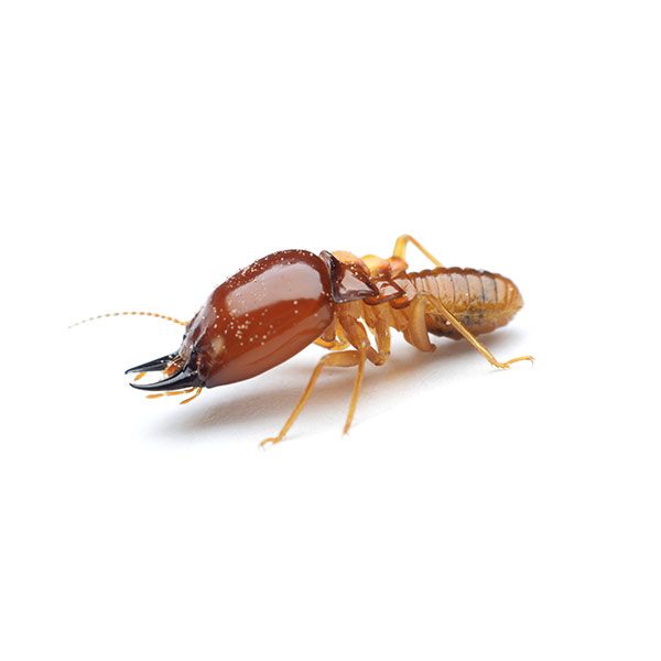 New Mexico Pest Control provides information on formosan termites in Santa Fe and Albuquerque NM.