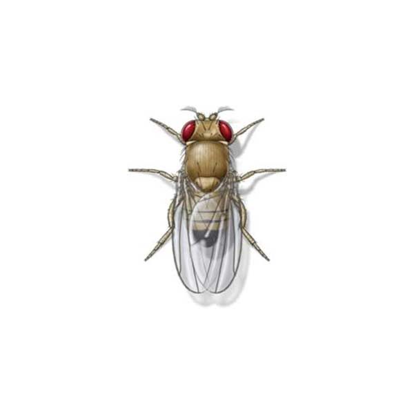 New Mexico Pest Control provides information on the fruit fly in Santa Fe and Albuquerque NM.