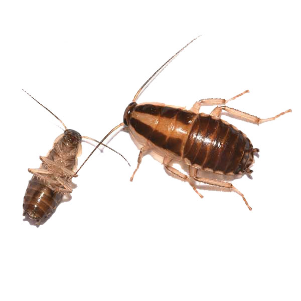 German cockroach identification and habitat in Albuquerque NM - New Mexico Pest Control