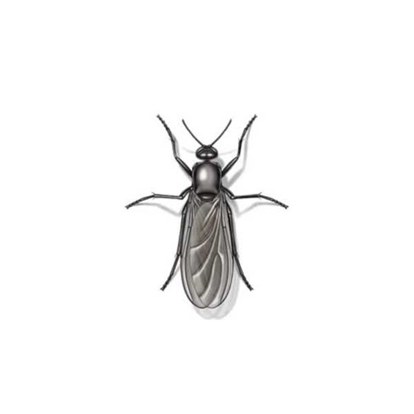 New Mexico Pest Control provides information on the gnat fly in Santa Fe and Albuquerque NM.