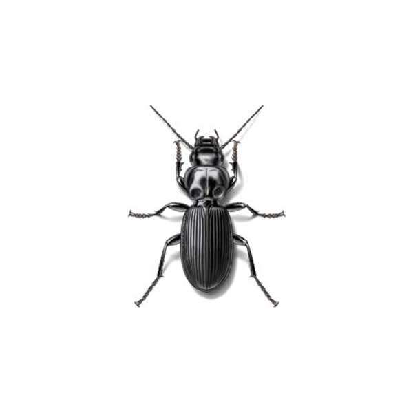 New Mexico Pest Control provides information on ground beetles in Santa Fe and Albuquerque NM.