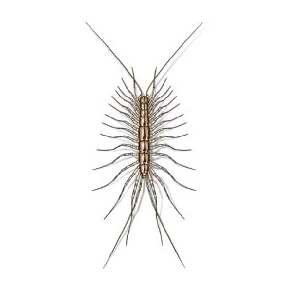 New Mexico Pest Control provides information on house centipedes in Santa Fe and Albuquerque NM.