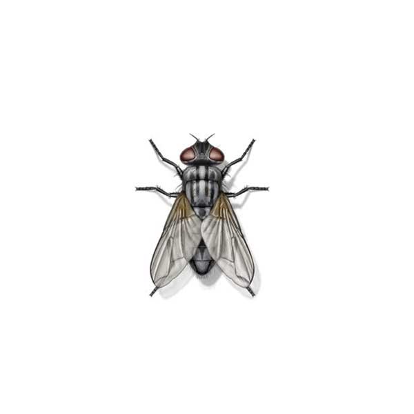 New Mexico Pest Control provides information on house flies in Santa Fe and Albuquerque NM.