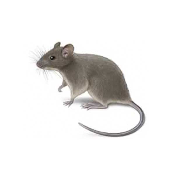 New Mexico Pest Control provides information on the house mouse in Santa Fe and Albuquerque NM.
