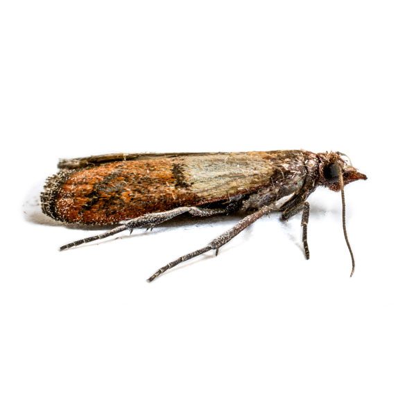 New Mexico Pest Control provides information on Indian meal moths in Santa Fe and Albuquerque NM.