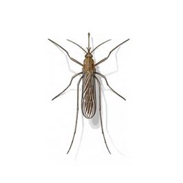 Mosquito Identification, Habitat & Behavior | New Mexico Pest Control