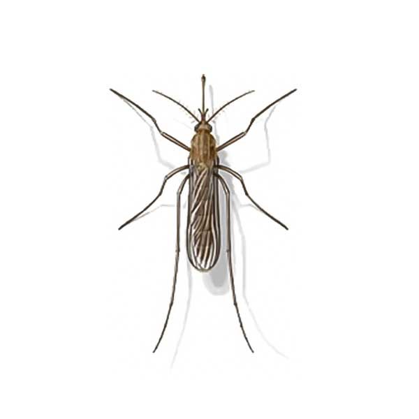 New Mexico Pest Control provides information on mosquitoes in Santa Fe and Albuquerque NM.