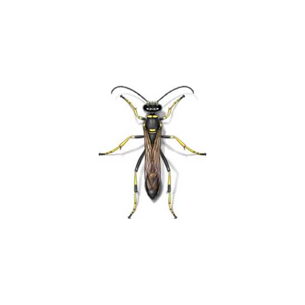 New Mexico Pest Control provides information on mud daubers in Santa Fe and Albuquerque NM.