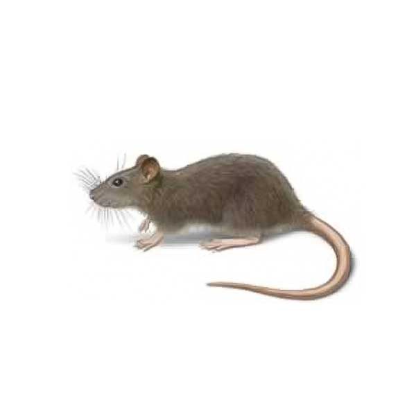 New Mexico Pest Control provides information on the Norway rat in Santa Fe and Albuquerque NM.