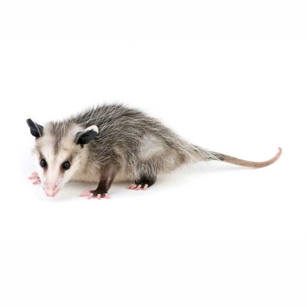 New Mexico Pest Control provides information on the opossum in Santa Fe and Albuquerque NM.