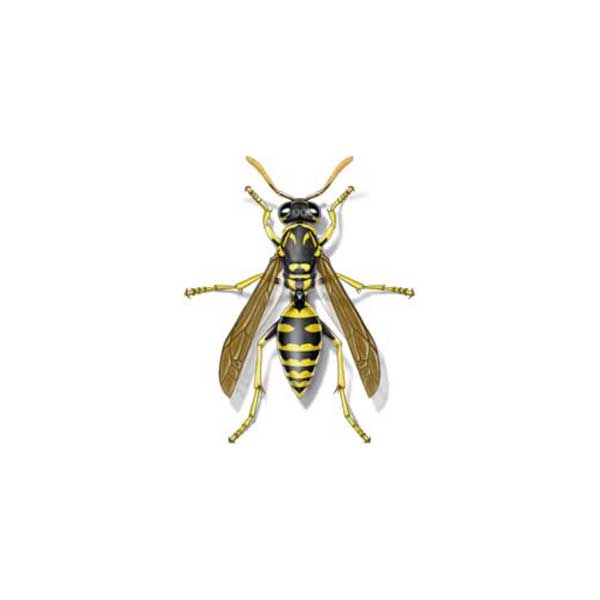 New Mexico Pest Control provides information on paper wasps in Santa Fe and Albuquerque NM.