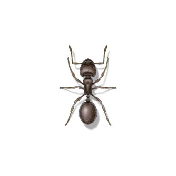 New Mexico Pest Control provides information on pavement ants in Santa Fe and Albuquerque NM.