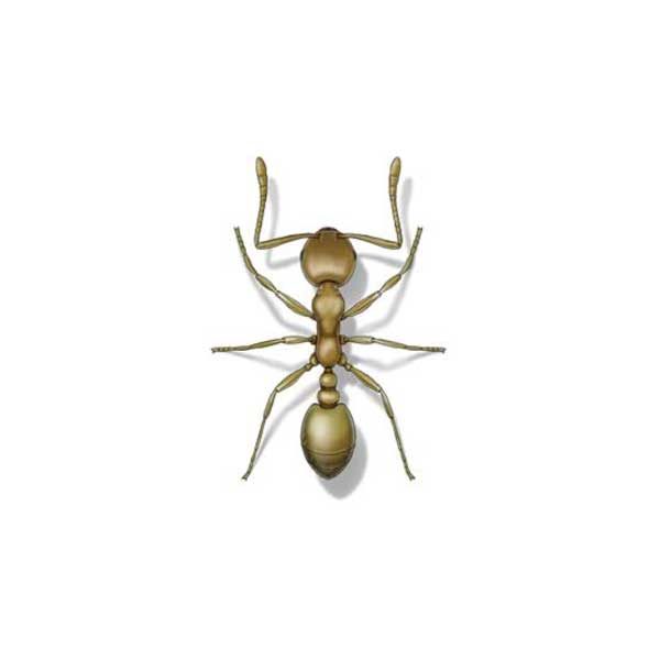 New Mexico Pest Control provides information on pharaoh ants in Santa Fe and Albuquerque NM.