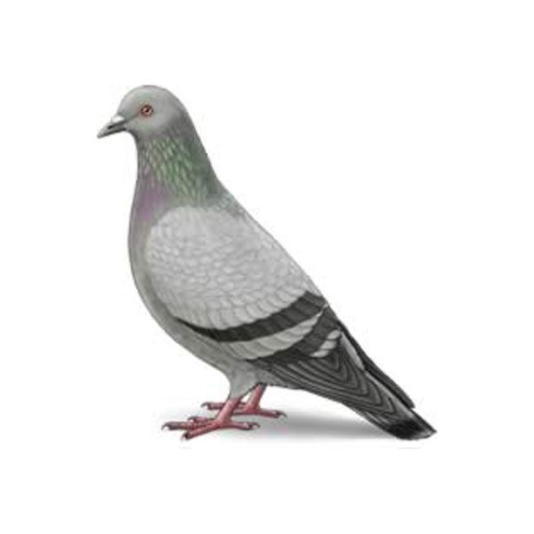 New Mexico Pest Control provides information on pigeons in Santa Fe and Albuquerque NM.
