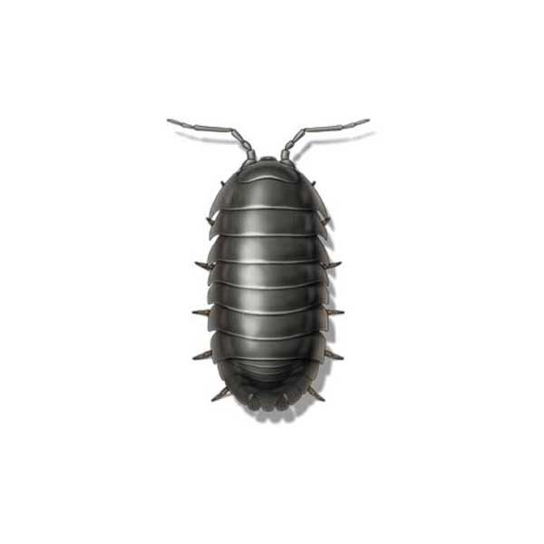 New Mexico Pest Control provides information on pillbugs in Santa Fe and Albuquerque NM.