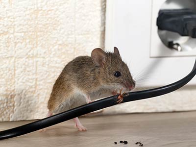 When to call a rodent exterminator by New Mexico Pest Control - Rodents, rats and mice exterminators in Santa Fe, Taos, Los Alamos, Espanola, Las Cruces, Albuquerque New Mexico and surrounding areas