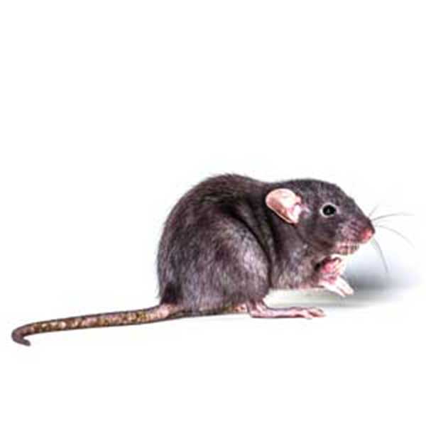 New Mexico Pest Control provides information on the roof rat in Santa Fe and Albuquerque NM.