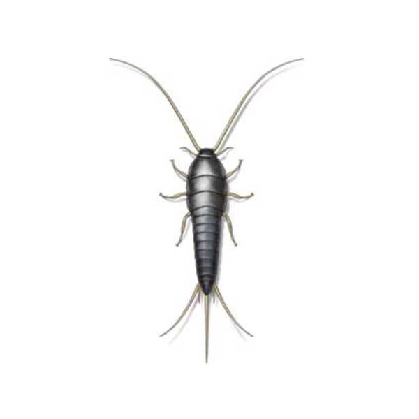 New Mexico Pest Control provides information on silverfish in Santa Fe and Albuquerque NM.
