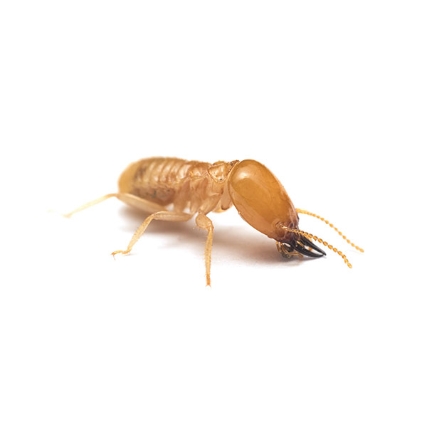 New Mexico Pest Control provides information on subterranean termites in Santa Fe and Albuquerque NM.