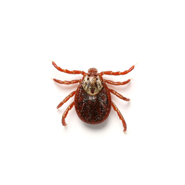 New Mexico Pest Control provides information on ticks in Santa Fe and Albuquerque NM.