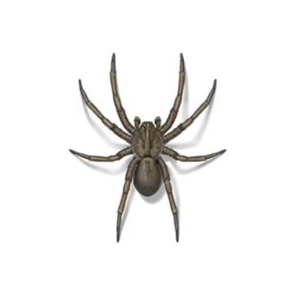 New Mexico Pest Control provides information on wolf spiders in Santa Fe and Albuquerque NM.