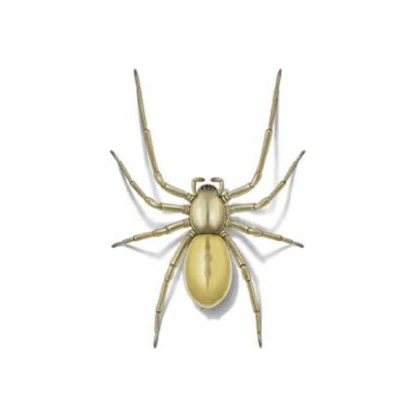 New Mexico Pest Control provides information on sac spiders in Santa Fe and Albuquerque NM.
