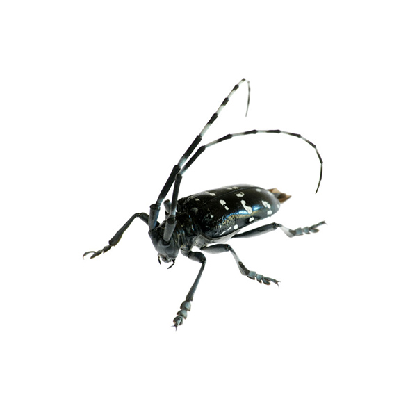 New Mexico Pest Control provides information on controlling and identifying citrus long-haired beetles in New Mexico.