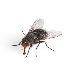 Garbage Fly Identification, Habits & Behavior | New Mexico Pest Control