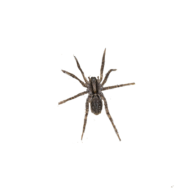 New Mexico Pest Control provides information and tips on preventing the grass spider in Albuquerque and beyond.