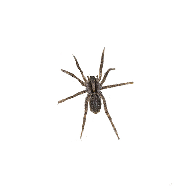 Venomous spiders in NC / SC and how to identify them