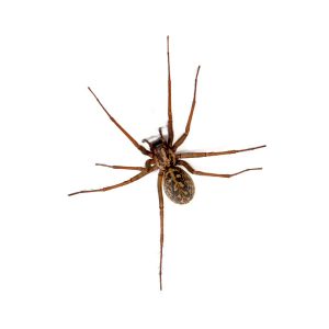 Hobo Spider Identification, Habits & Behavior | New Mexico Pest Control