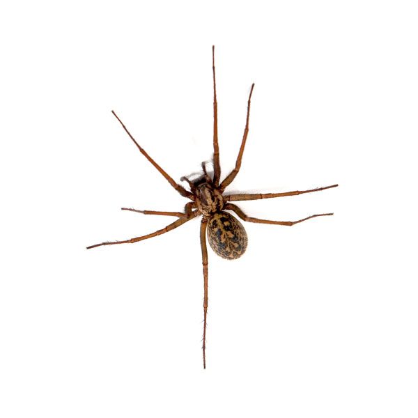 New Mexico Pest Control provides information on hobo spiders in Santa Fe and Albuquerque NM.